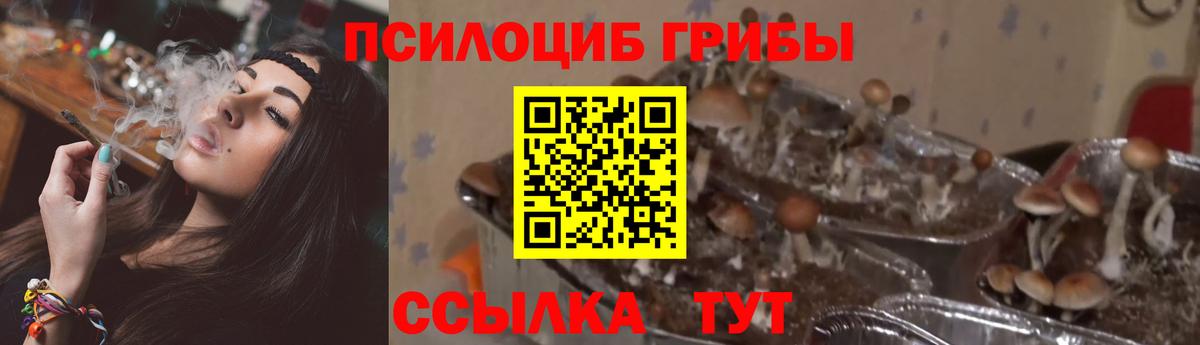Киселёвск  цены наркотик  Вход с VPN  Псилоцибиновые грибы Magic Shrooms 